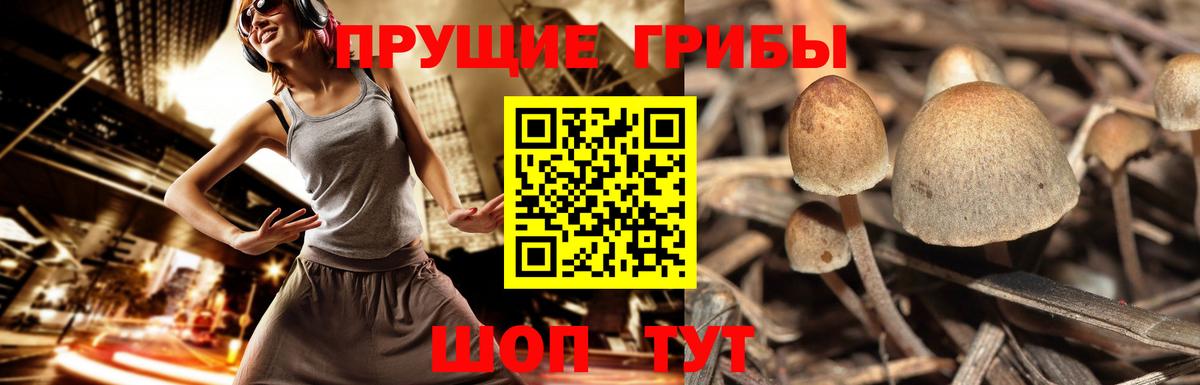 Псилоцибиновые грибы Psilocybe Керчь